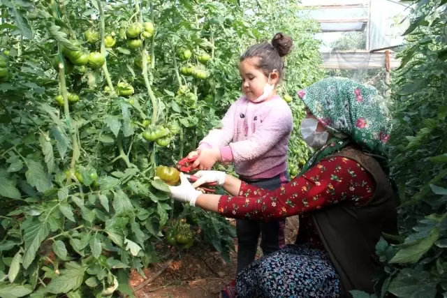 Atalarından miras asırlık tohumla yerli domates yetiştiriyor Atalarından miras asırlık tohumla yerli domates yetiştiriyor