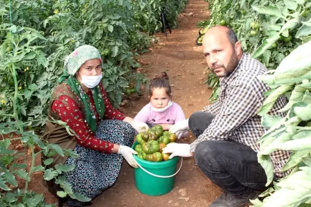 Atalarından miras asırlık tohumla yerli domates yetiştiriyor Atalarından miras asırlık tohumla yerli domates yetiştiriyor