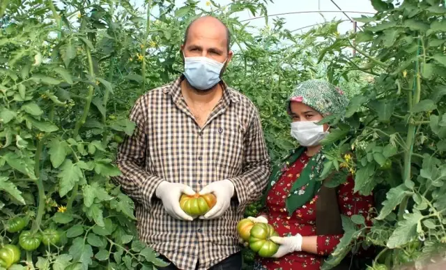 Atalarından miras asırlık tohumla yerli domates yetiştiriyor Atalarından miras asırlık tohumla yerli domates yetiştiriyor