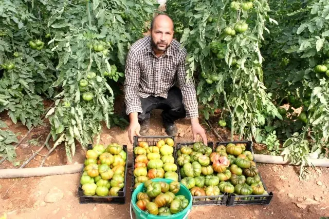 Atalarından miras asırlık tohumla yerli domates yetiştiriyor Atalarından miras asırlık tohumla yerli domates yetiştiriyor