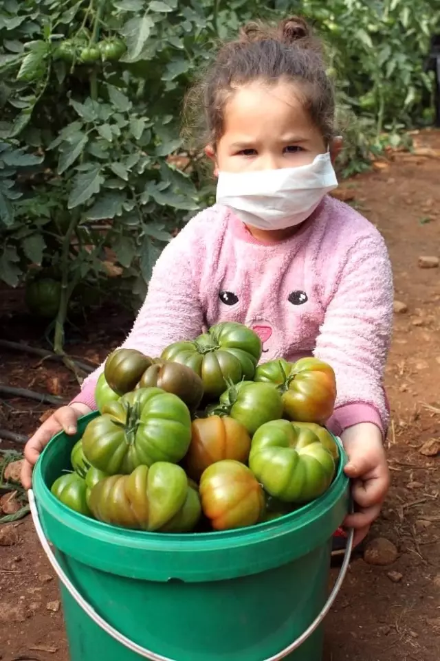 Atalarından miras asırlık tohumla yerli domates yetiştiriyor Atalarından miras asırlık tohumla yerli domates yetiştiriyor