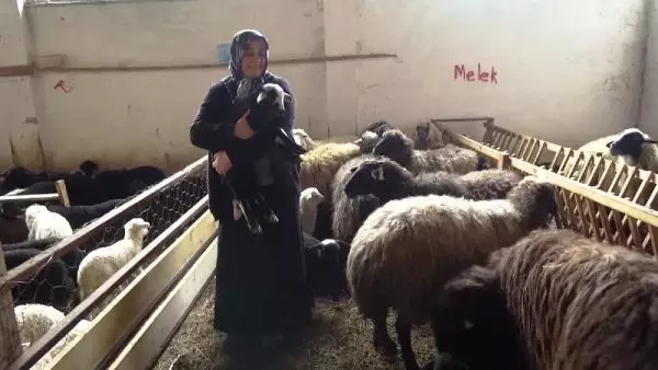 Devlet desteğinden yararlandı, koyun sürüsü sahibi oldu Devlet desteğinden yararlandı, koyun sürüsü sahibi oldu