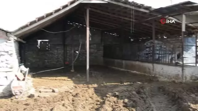 Elektrik akımına kapılan 9 büyükbaş hayvan telef oldu Elektrik akımına kapılan 9 büyükbaş hayvan telef oldu