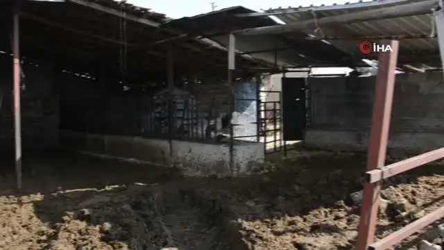 Elektrik akımına kapılan 9 büyükbaş hayvan telef oldu Elektrik akımına kapılan 9 büyükbaş hayvan telef oldu