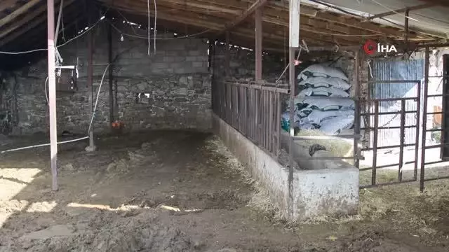 Elektrik akımına kapılan 9 büyükbaş hayvan telef oldu Elektrik akımına kapılan 9 büyükbaş hayvan telef oldu