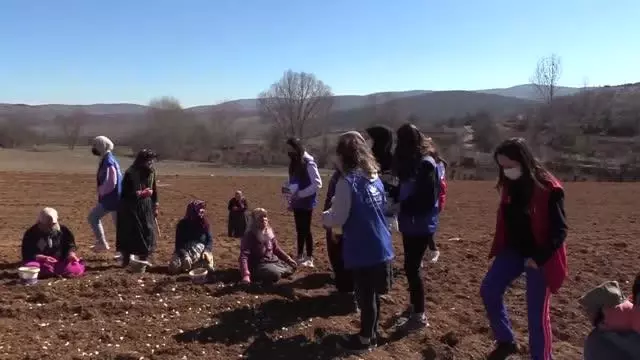 KASTAMONU - Gönüllü gençler imece usulüyle Taşköprü sarımsağını toprakla buluşturdu KASTAMONU - Gönüllü gençler imece usulüyle Taşköprü sarımsağını toprakla buluşturdu