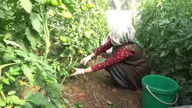 Mersin'de yetiştirilen yerli domates talep görüyor Mersin'de yetiştirilen yerli domates talep görüyor