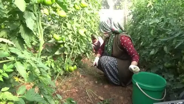 Mersin'de yetiştirilen yerli domates talep görüyor Mersin'de yetiştirilen yerli domates talep görüyor