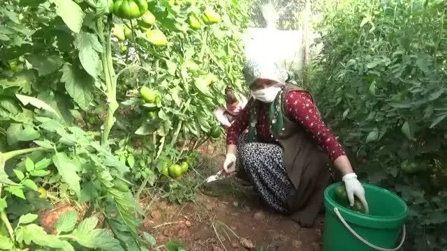 Mersin'de yetiştirilen yerli domates talep görüyor Mersin'de yetiştirilen yerli domates talep görüyor