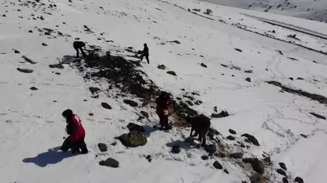 Yabani hayvanlar için karlı dağlara yem bırakıldı