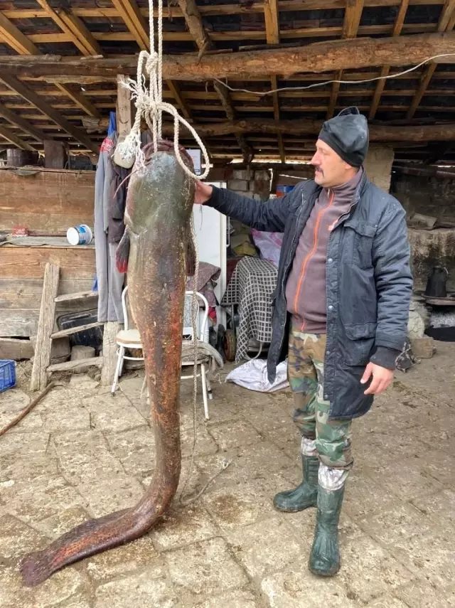 Balıkçıların oltasına 2 metre 20 santimlik yayın balığı takıldı Balıkçıların oltasına 2 metre 20 santimlik yayın balığı takıldı
