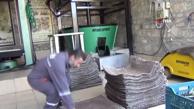 - Delice cinsi ağaçlardan üretilen zeytin yağı şifa kaynağı - Delice cinsi ağaçlardan üretilen zeytin yağı şifa kaynağı