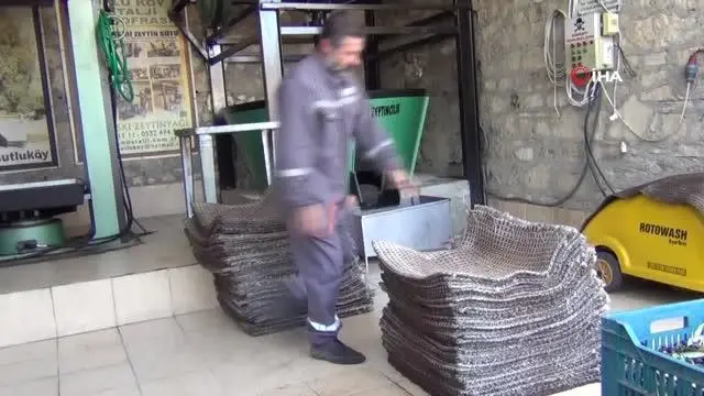 - Delice cinsi ağaçlardan üretilen zeytin yağı şifa kaynağı - Delice cinsi ağaçlardan üretilen zeytin yağı şifa kaynağı