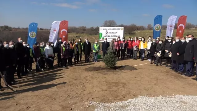 Kadınlar fidan dikti
