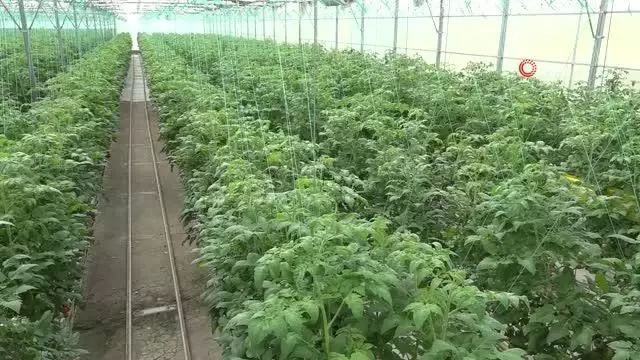Kendi günlerinde çalışan tarım işçisi kadınlar unutulmadı Kendi günlerinde çalışan tarım işçisi kadınlar unutulmadı