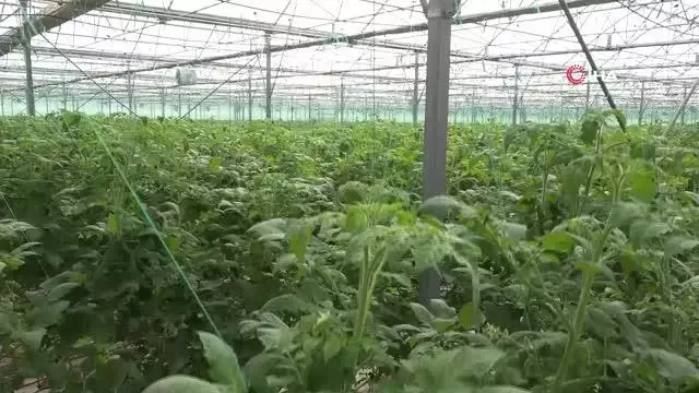 Kendi günlerinde çalışan tarım işçisi kadınlar unutulmadı Kendi günlerinde çalışan tarım işçisi kadınlar unutulmadı