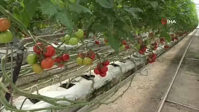 Kendi günlerinde çalışan tarım işçisi kadınlar unutulmadı Kendi günlerinde çalışan tarım işçisi kadınlar unutulmadı