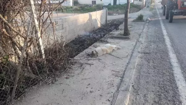 Son dakika... Sokak köpeğine çarpan motosikletli yaralandı; köpek öldü