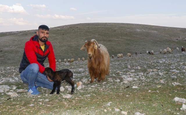 Son 20 yılın en kurak dönemini yaşayan Mardin'de hayvanlar yavrularını doyuracak sütü bile üretemiyor