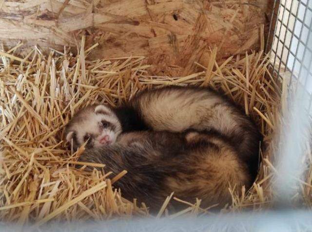 Ankara'da bir eve yapılan baskında, internet ortamında satılması yasak olan 51 feret tespit edildi