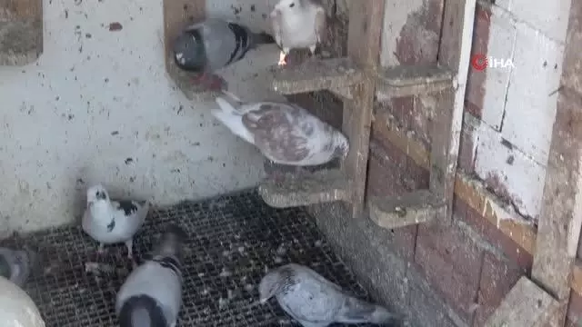 Babadan miras güvercin sevdası Babadan miras güvercin sevdası