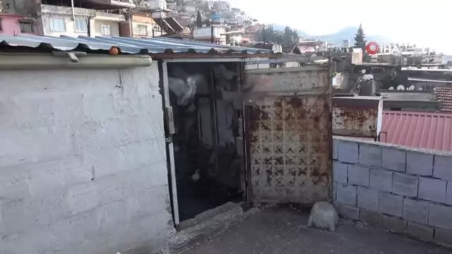Babadan miras güvercin sevdası Babadan miras güvercin sevdası