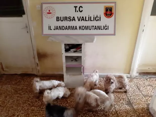 - Jandarmadan süs köpeği baskını - Jandarmadan süs köpeği baskını