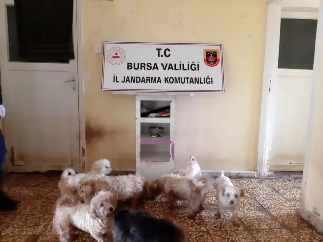 - Jandarmadan süs köpeği baskını - Jandarmadan süs köpeği baskını