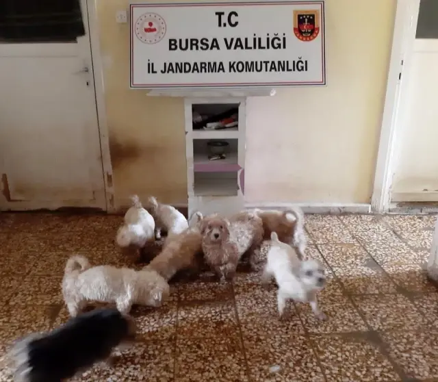 - Jandarmadan süs köpeği baskını - Jandarmadan süs köpeği baskını