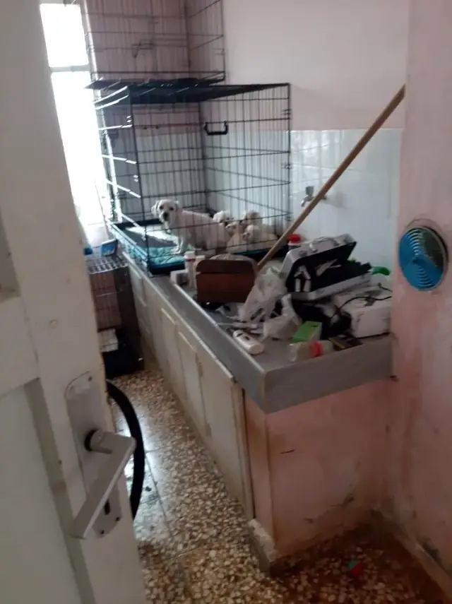 - Jandarmadan süs köpeği baskını - Jandarmadan süs köpeği baskını