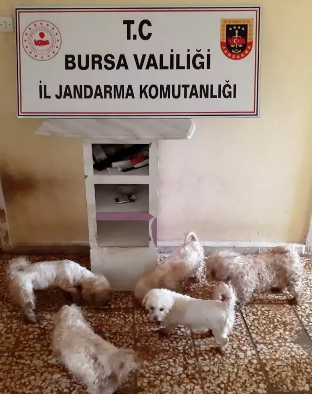 - Jandarmadan süs köpeği baskını - Jandarmadan süs köpeği baskını