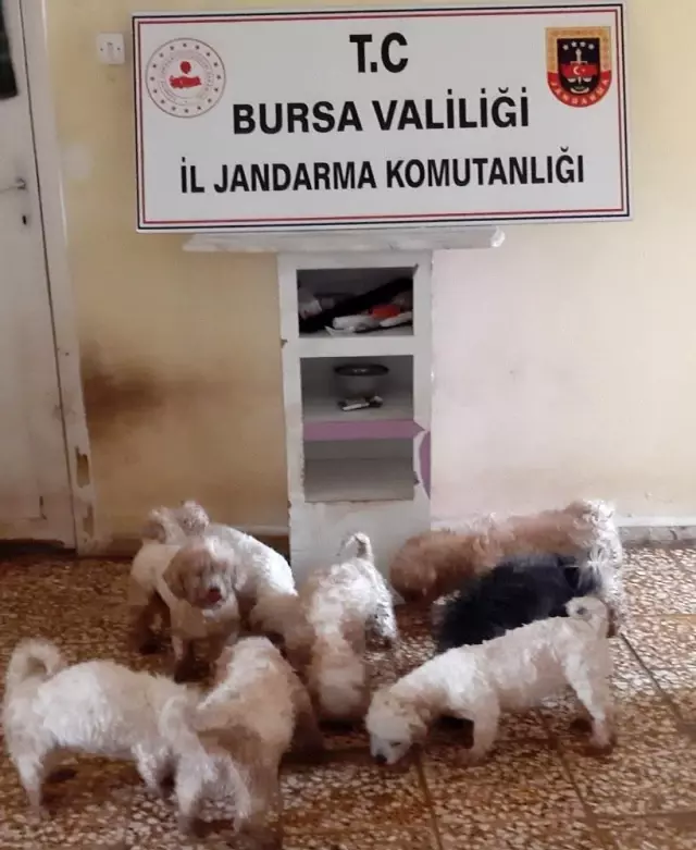 - Jandarmadan süs köpeği baskını - Jandarmadan süs köpeği baskını