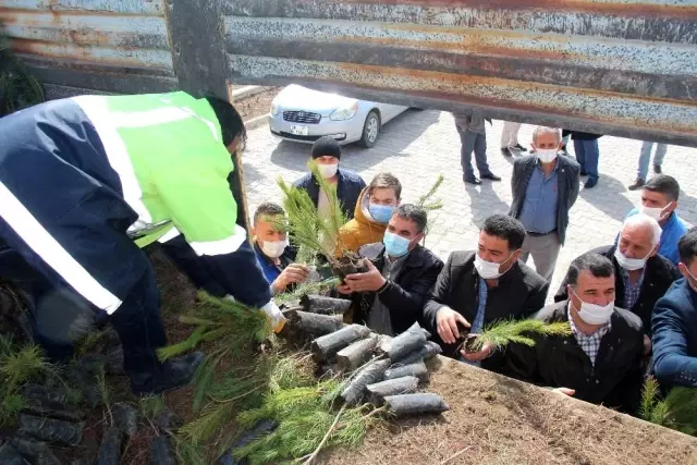 Develi Belediyesi'nden çam fidanı desteği Develi Belediyesi'nden çam fidanı desteği