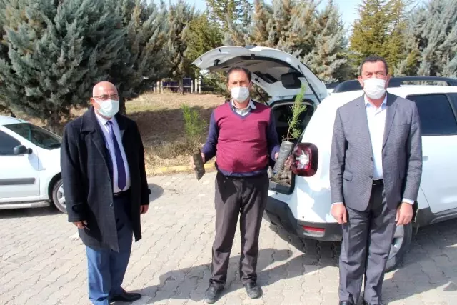 Develi Belediyesi'nden çam fidanı desteği Develi Belediyesi'nden çam fidanı desteği