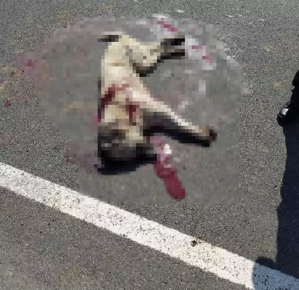 Düğün salonu önündeki köpeği tabancayla öldürdü Düğün salonu önündeki köpeği tabancayla öldürdü