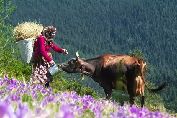 GİRESUN Karadeniz'de tarım, hayvancılık ve sanayi projelerine destek
