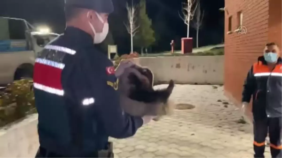 Ormanda bulunan yaralı porsuk tedavi altına alındı