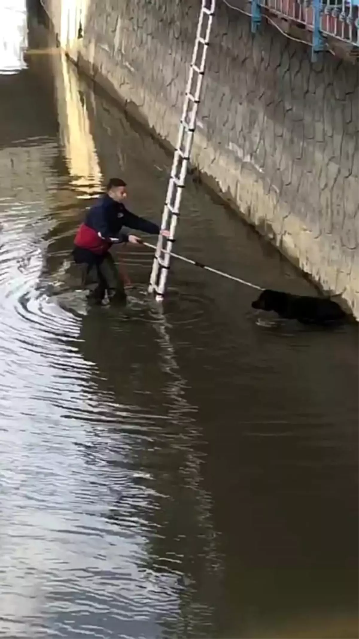 Rize'de dereye düşen köpeği itfaiye ekipleri kurtardı