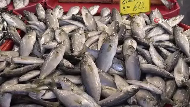 Sezonu bitirmeye hazırlanan balıkçılardan uyarı: 'Varken yiyelim' Sezonu bitirmeye hazırlanan balıkçılardan uyarı: 'Varken yiyelim'