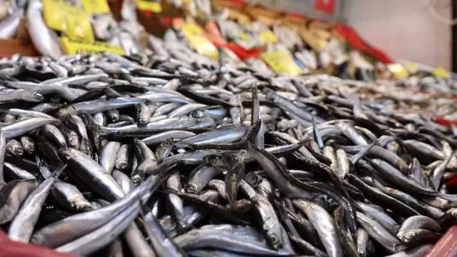 Sezonu bitirmeye hazırlanan balıkçılardan uyarı: 'Varken yiyelim' Sezonu bitirmeye hazırlanan balıkçılardan uyarı: 'Varken yiyelim'