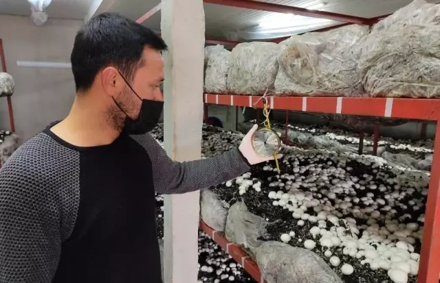 Üniversiteli girişimcinin ürettiği mantarlar kapış kapış satılıyor Üniversiteli girişimcinin ürettiği mantarlar kapış kapış satılıyor
