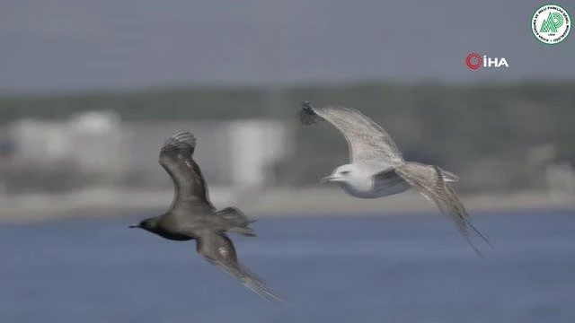 Antalya'da doğa turizmi kapsamında ilk pelajik kuş gözlemi yapıldı