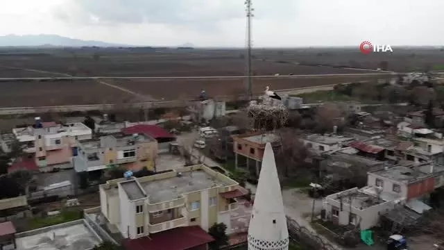 Cami minaresindeki yuva 40 yıldır leyleklere ev sahipliği yapıyor Cami minaresindeki yuva 40 yıldır leyleklere ev sahipliği yapıyor