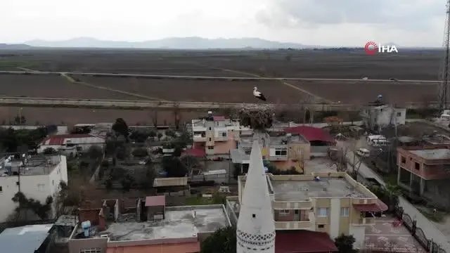 Cami minaresindeki yuva 40 yıldır leyleklere ev sahipliği yapıyor Cami minaresindeki yuva 40 yıldır leyleklere ev sahipliği yapıyor