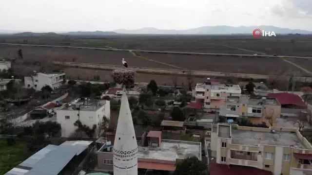 Cami minaresindeki yuva 40 yıldır leyleklere ev sahipliği yapıyor Cami minaresindeki yuva 40 yıldır leyleklere ev sahipliği yapıyor