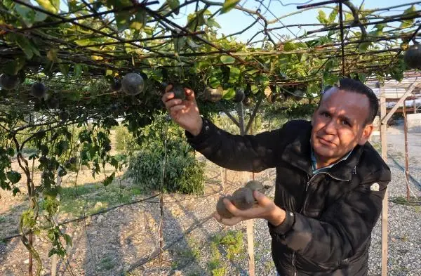 ANTALYA Gazipaşa'da üretilen passifloranın kilosu bahçede 75 lira