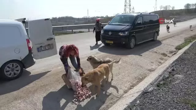 Öğretmen maaşını ve zamanını 300 dilsiz canın bakımına adadı Öğretmen maaşını ve zamanını 300 dilsiz canın bakımına adadı