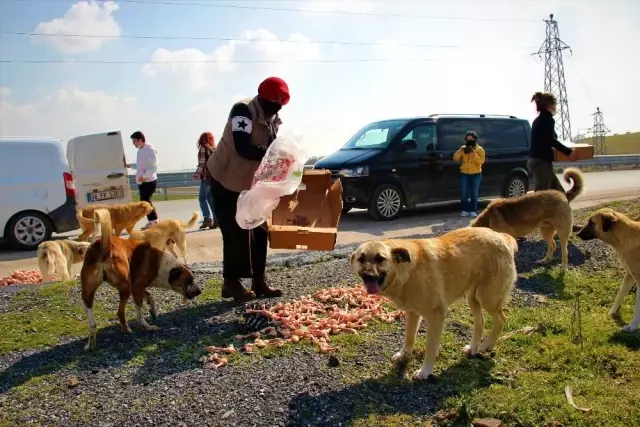 Öğretmen maaşını ve zamanını 300 dilsiz canın bakımına adadı Öğretmen maaşını ve zamanını 300 dilsiz canın bakımına adadı