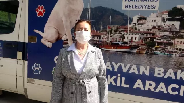 Yaralı Yılkı atına Marmaris Belediyesi sahip çıktı Yaralı Yılkı atına Marmaris Belediyesi sahip çıktı