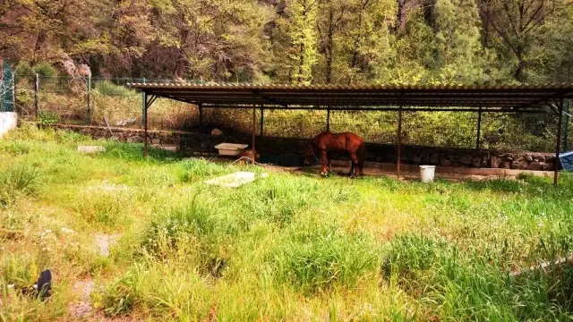 Yaralı Yılkı atına Marmaris Belediyesi sahip çıktı Yaralı Yılkı atına Marmaris Belediyesi sahip çıktı